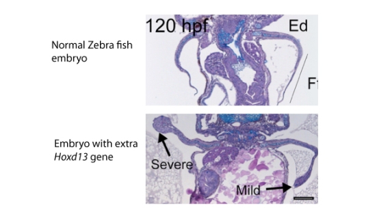 zebraembryos-compared